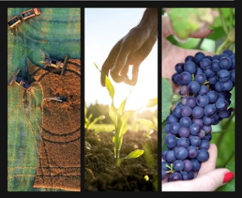 Брянцы участвуют в конкурсе РСХБ и медиагруппы «Комсомольская правда»: голосуем за наших! Брянцы участвуют в конкурсе РСХБ и медиагруппы «Комсомольская правда»: голосуем за наших!