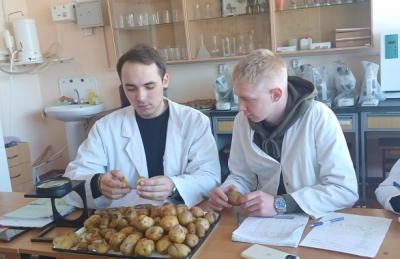 Студенты узнали, как выбрать лучшие клубни картофеля на посадку Студенты узнали, как выбрать лучшие клубни картофеля на посадку