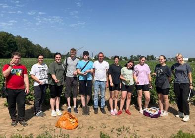 Знакомство с розовой картошкой… Знакомство с розовой картошкой…