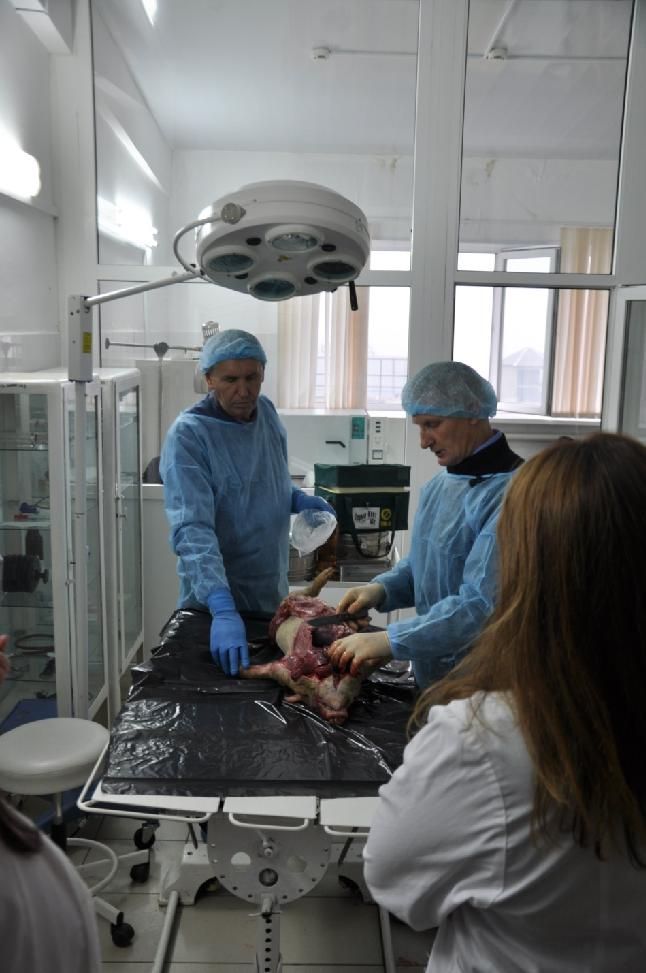 Семинар ветеринарных специалистов на тему «Африканская чума свиней»